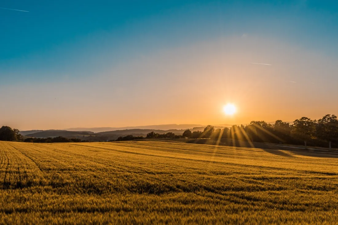 Champ de blé doré sous le soleil d'été en Seine-et-Marne — canicule et présence en ligne des commerces locaux